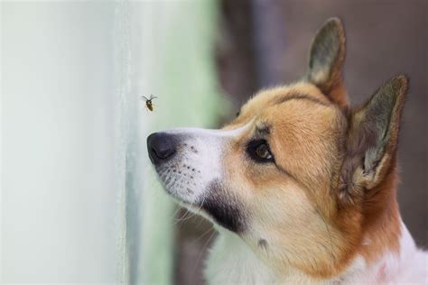What To Do For A Dog That Has Hives