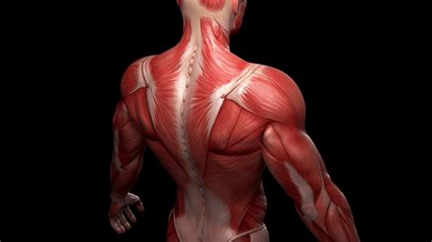 Human Muscles From Stem Cells Advance Could Aid Research