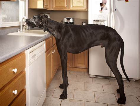 Michigan Great Dane Named Worlds Tallest Dog Cbs News