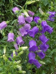 Also known as blanket flowers and indian flowers. Purple plants that grow well in texas sun - Yahoo Image ...