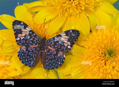 Sammamish Washington Photograph Of Butterfly On Flowers Hamadryas Arinome The Starry Night