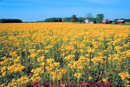 Maybe you would like to learn more about one of these? non native wildflowers wild mustard growing on farmland ...
