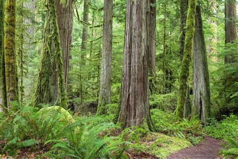 Usa Washington State Olympic National Park Old Growth Forest On