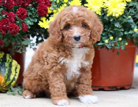 They seldom meet a stranger and love being with. Megan | Puppies, Puppies near me, Cavapoo puppies