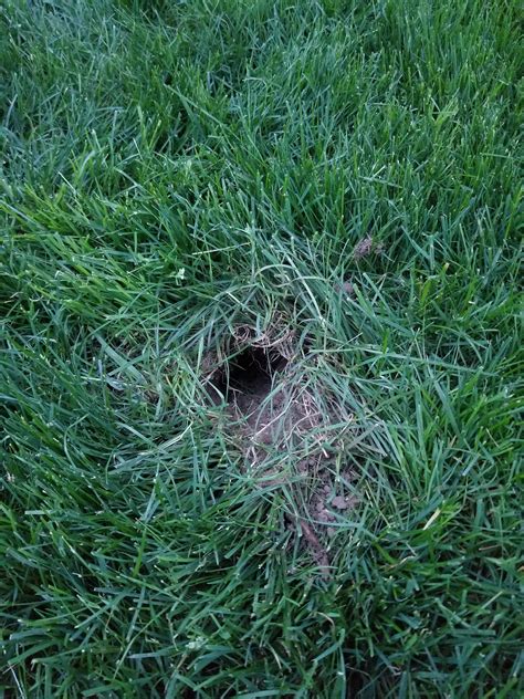 Found This Hole In My Grass Its Abouch 3 Inches Wide Its Not A Mole