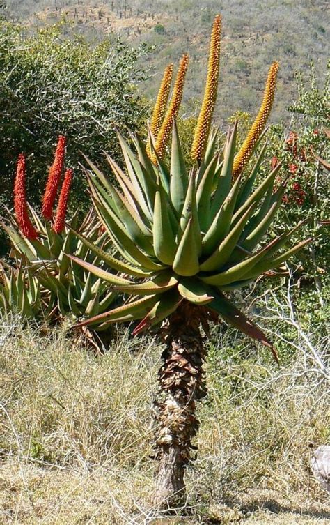 The top and bottom of the leaf have thorny. 50 Seeds - Bitter Aloe / Red Aloe - Aloe ferox | eBay