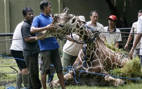 Surabaya Zoo Animals Kept In Scandalous Conditions At Indonesias