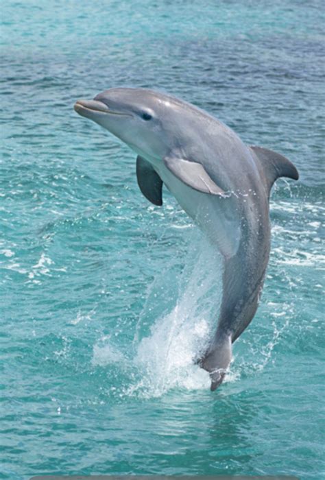 Beauty In The Wild Dolphins Pinterest Animal Ocean And Creatures