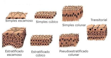 Tecido Epitelial Tipos Características E Função Toda Matéria