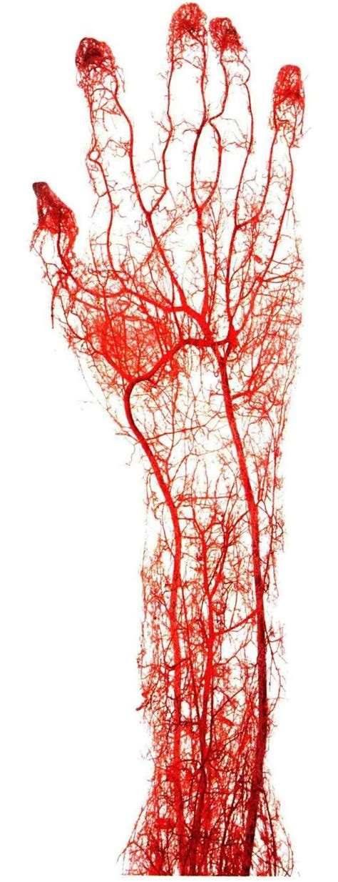 Transports o2, co2, nutrients, hormones, heat and waste defends the body against invasion of pathogens protect against the blood loss regulate ph, body temp. Biology, Blood vessels, circulatory system, capillaries | Anatomía in 2019 | Anatomy art ...