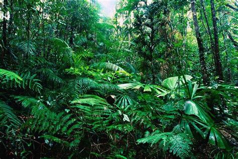 What Is A Rainforest Features Importance And Location Of Rainforests
