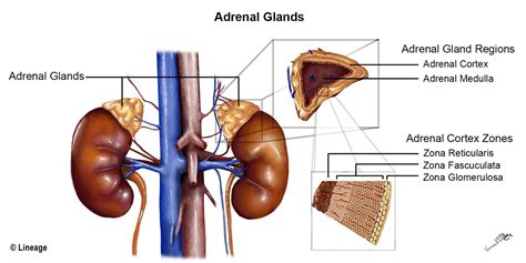 Adrenal Cortex And Medulla Usmle Strike