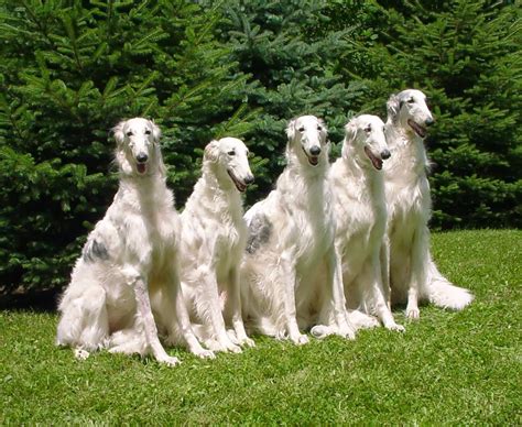 Borzoi The Dog Breed Terrier University