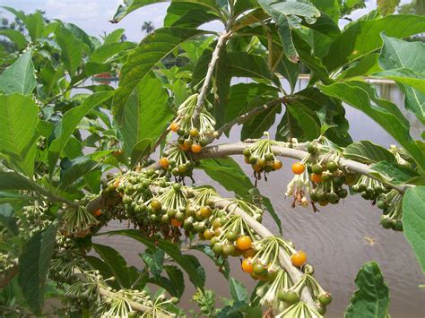 Fruta Do Sabia é Comestivel