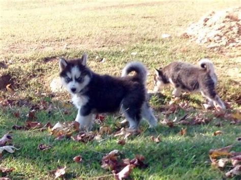 Here's the complete order of rankings, based on akc's registration totals during 2020 AKC Siberian Husky Puppies for adoption for Sale in ...
