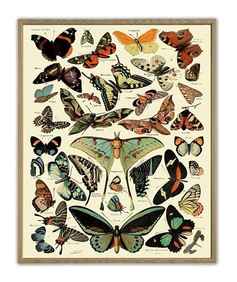 Botanical Butterfly Illustrations Butterfly Prints Butterfly Etsy Uk