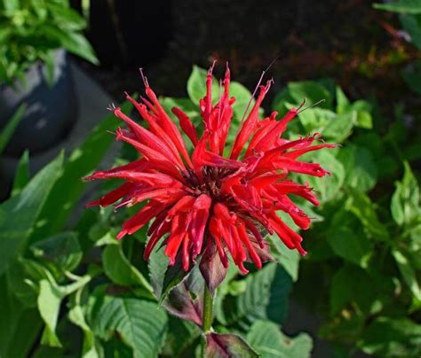 Featuring stylish and stunning flowers delivered by the most renowned local ftd and teleflora. 35+ Perennial Flowers All Season: Guide for Blooms in ...
