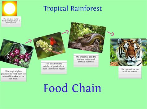 Maybe you would like to learn more about one of these? Food Chain In Rainforest Biome - Idalias Salon