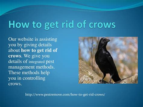 Ppt How To Get Rid Of Crows Powerpoint Presentation Free Download