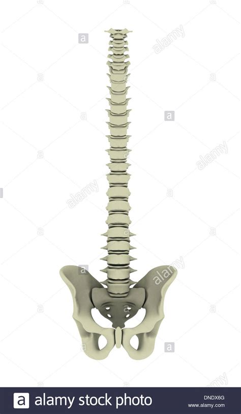 The human being, just like most other animals, has two pairs. Conceptual image of human backbone Stock Photo, Royalty Free Image: 64844824 - Alamy