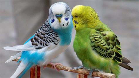 How To Train Your Pet Budgie Recommended Tips
