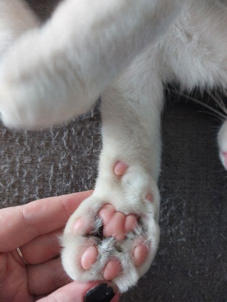 Cat Paw Infection Vet Help Direct