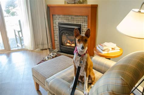 Make Your House Pet Friendly For Your Furry Friends