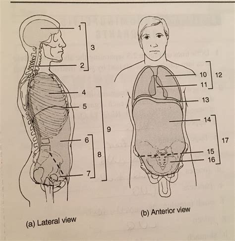 Anatomy And Physiology Body Cavities And Organs Lab 2 Diagram Quizlet