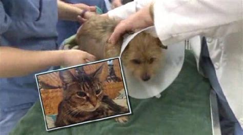 Cat Saves Dog From Dog Attack Life With Dogs