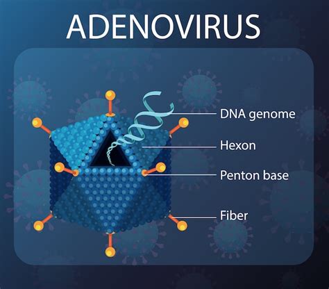 Diagrama De Estructura De Adenovirus Sobre Fondo De Virus Vector Gratis