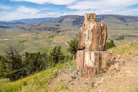 Upright Petrified Tree In Yellowstone National Park Us Geological
