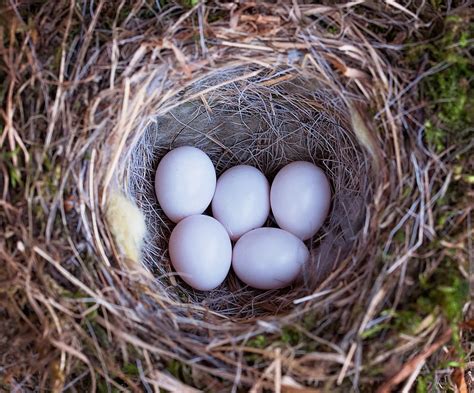 Free Photo Birds Nest Nest Bird Eggs Free Image On Pixabay 788680