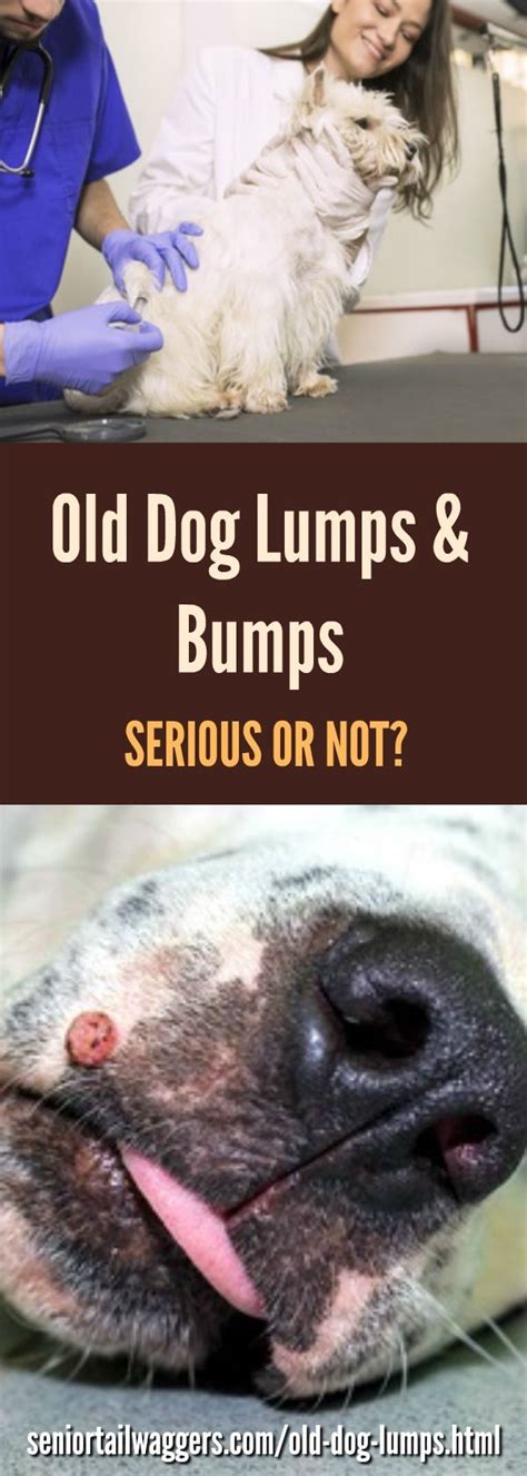 9 Common Dog Lumps Tumors Cysts And Warts With Pictures