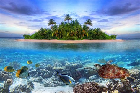 Marine Life On A Tropical Island In The Maldives Ocean Sea Fish