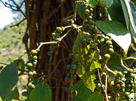 Spice Plantation Tour