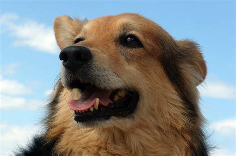 Which dog breed is your perfect match? Mixed-Breed Dogs for Families: Majestic Mutts and Magical ...