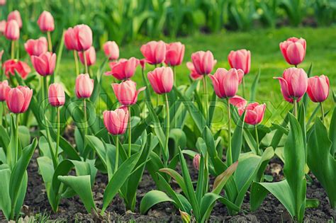 Pink Beautiful Tulips Field In Spring Time Floral Easter Background