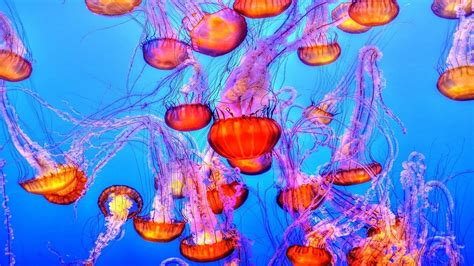 Most Beautiful Jellyfish Ever You Seen Youtube