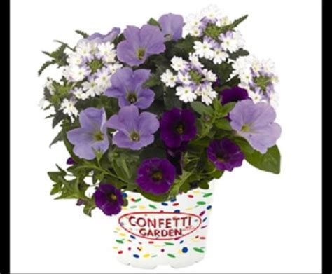 45 Confetti Garden Trio Shocking Blue Live 3 Plants 1 Plug Garden