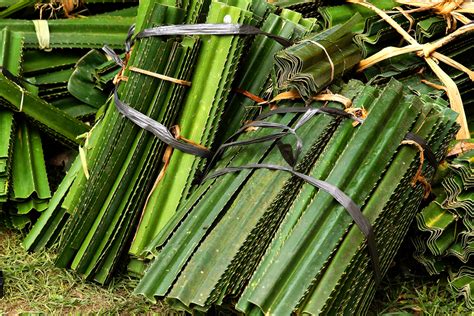 We did not find results for: Foto: Menyelami Arti Pandan Berduri Bagi Masyarakat ...