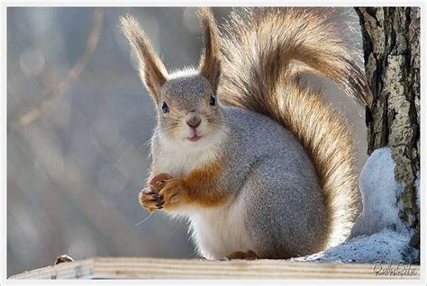Cute Squirrels Wild Animals Photo 7675477 Fanpop