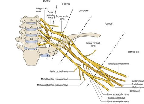 Anatomy Of The Brachial Plexus Obgyn Key