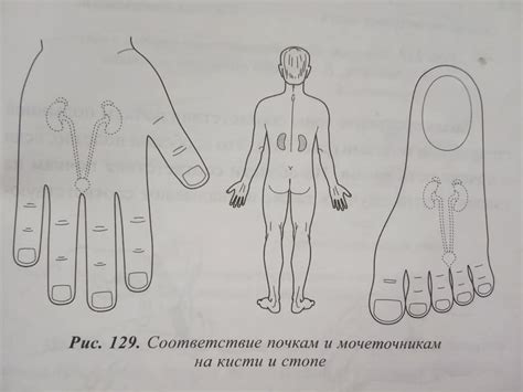 Pin By Allyson Chong On Health Reflexology And Eciwo Biology生物全息論 Male Sketch Male Humanoid