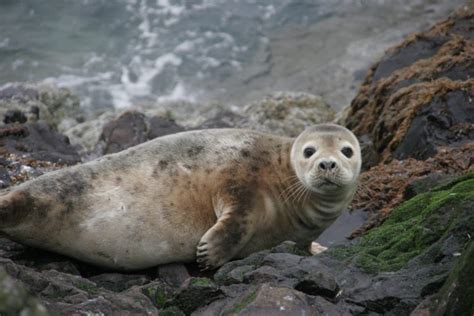 Sea Lions Seal Seals Lion 50 Wallpapers Hd Desktop And Mobile