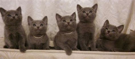 Hundreds more if a cat or kitten's medical history is unknown or if the kitty has not received initial medical care. Russian Blue Cats For Sale | Philadelphia County, PA #202535