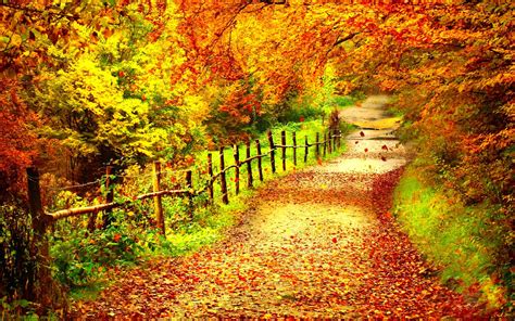 Autumn Season Fall Color Tree Forest Nature Landscape Wallpaper