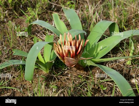 Karoo Lily Oder Blut Lily Blütenknospen Ammocharis Coranica