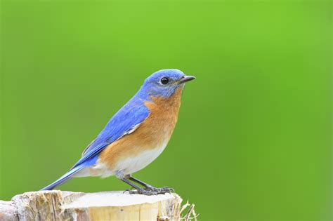 What You Need in a Bluebird House for a Bluebird Trail