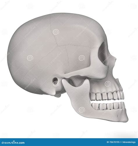 Female Skull Stock Illustration Illustration Of Graphics 70670195