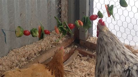 7 Easy Ways To Keep Your Chickens Entertained This Winter